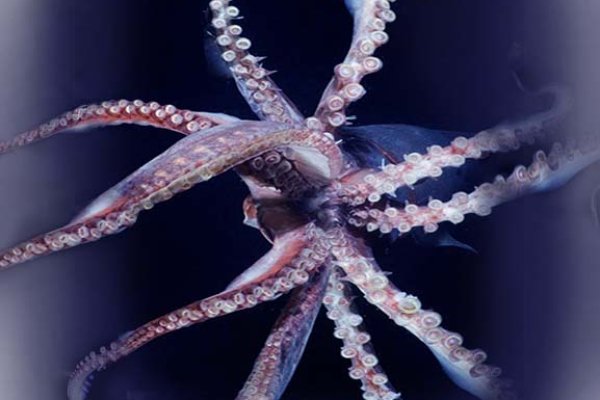 Kraken onion зеркала 2024